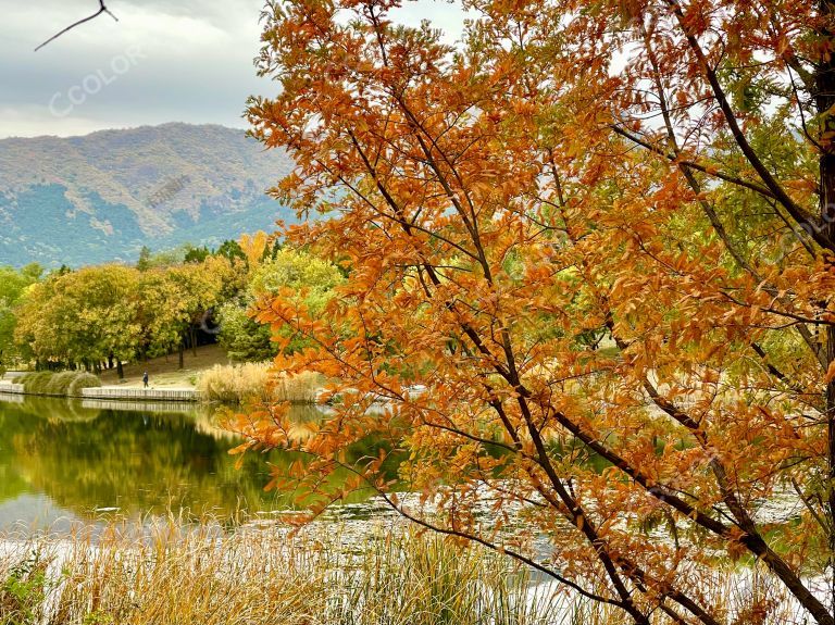 十月的北京，国家植物园澄湖秋色